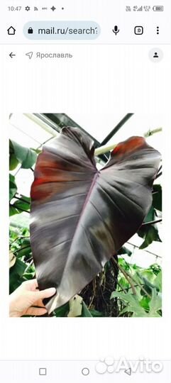 Филодендрон Дарк Лорд