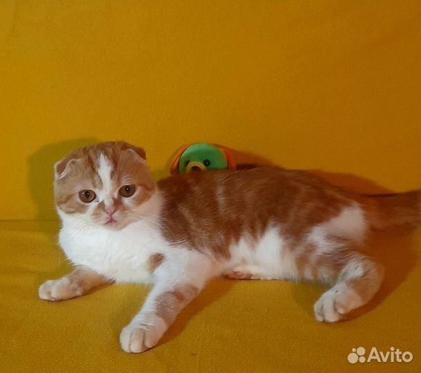 Шотландский котик