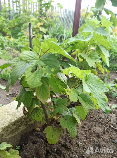 Саженцы черной смородины