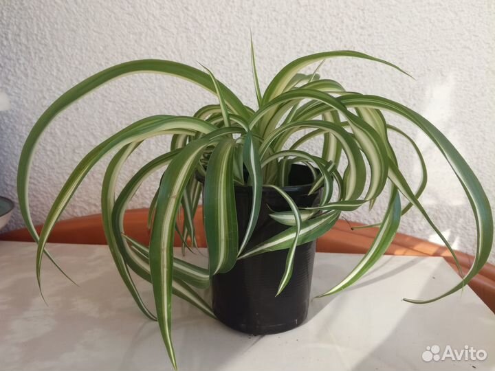 Хлорофитум Бонни (кудрявый)