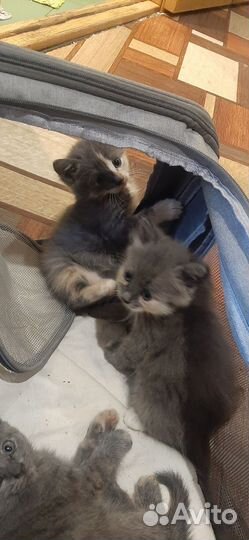 Котята в добрые руки 1 месяц