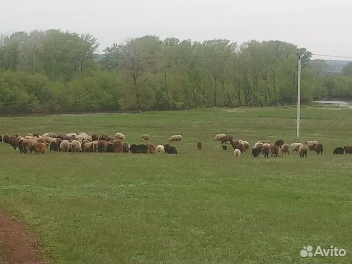 Овцы бараны ягнята