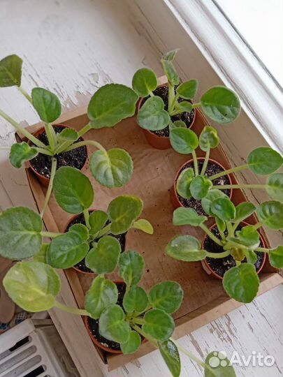 Фиалка белая