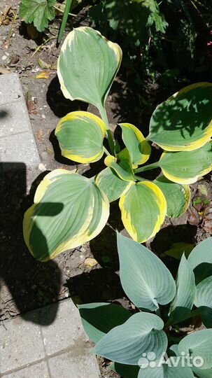 Многолетники садовые