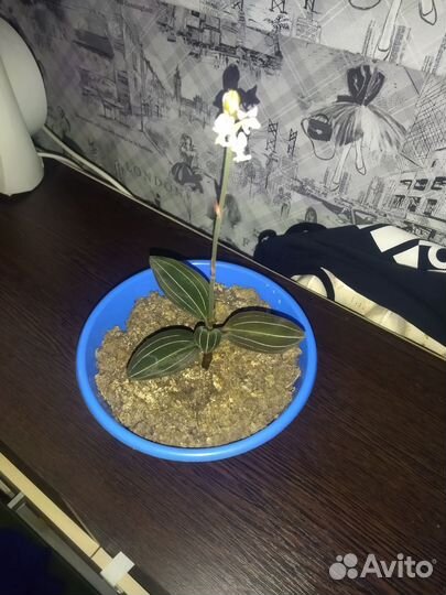 Орхидея лудизия