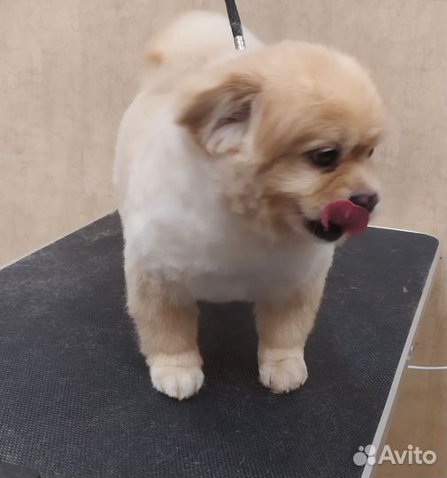 Стрижка, вычес собак, кошек. Груминг