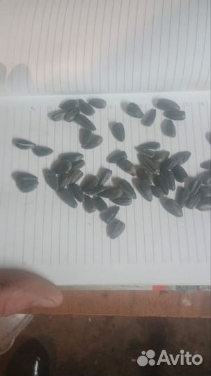 Семечка подсолнечника 40+