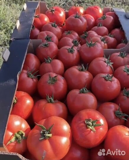 Помидор, пикули и круглый