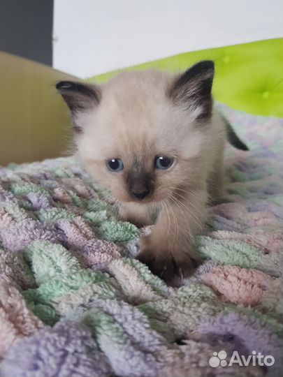 Котята британские
