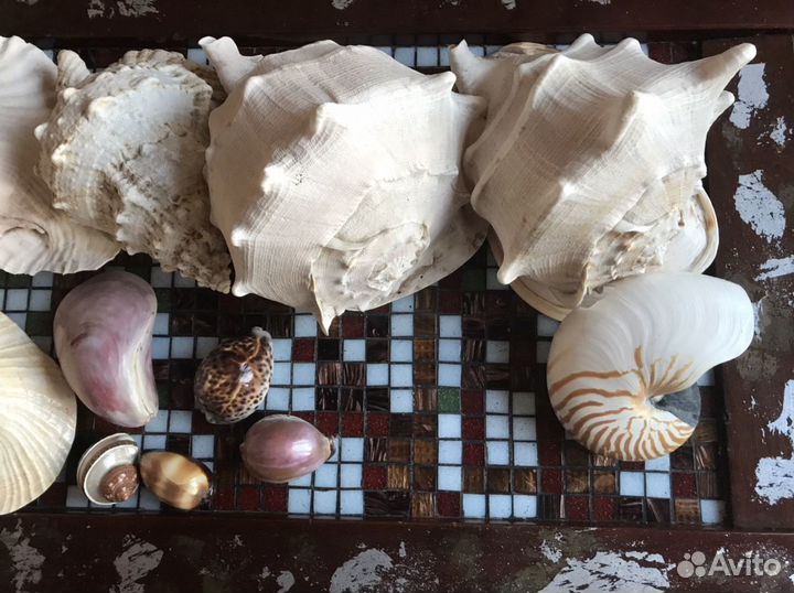 Коллекция ракушек. Одним лотом