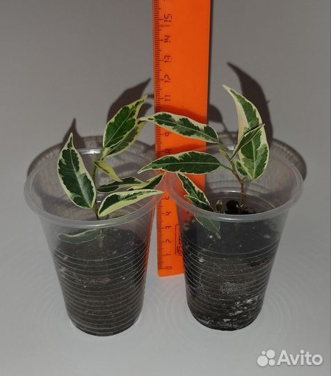 Фикус Пикси