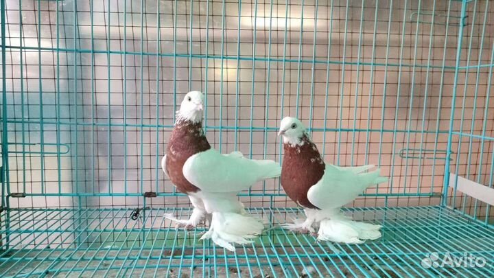 Породистые голуби