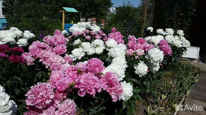 Пионы кусты