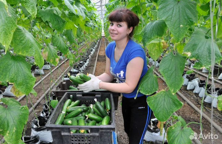 Работник в теплицу