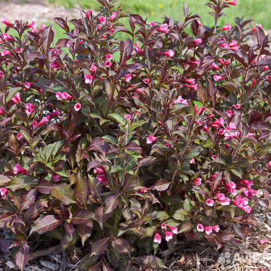 Декоративные кустарники