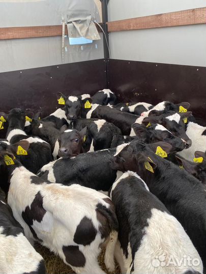 Телята Бычки