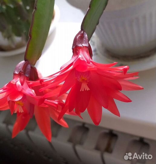 Рипсалидопсис, иначе декабрист