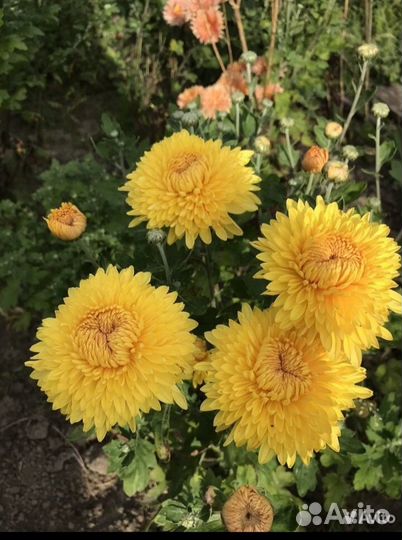 Хризантемы мультифлора хризантемы корейские
