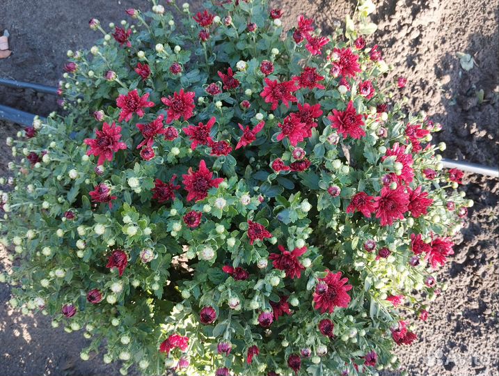 Хризантемы мультифлора