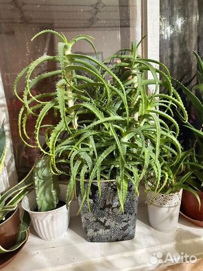 Алоэ лекарственное