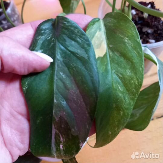 Все растения с фото в одни руки