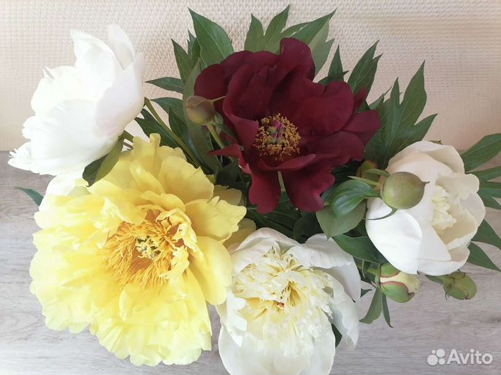 Пион Бартзелла