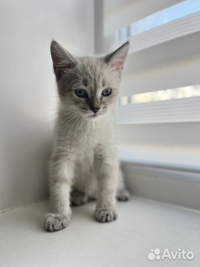 Белый котенок девочка