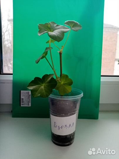 Герань пеларгония