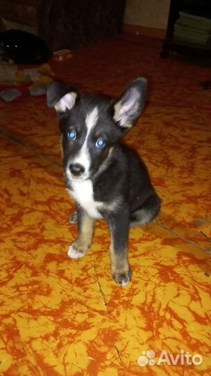 Щенки в добрые руки, беспородные