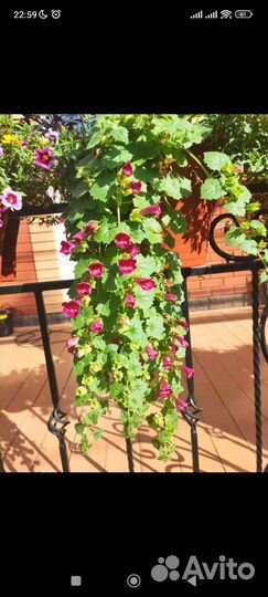 Бакопа, кореопсис, лофос, пиретрум