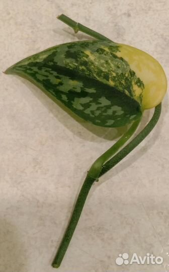 Сциндапсус Аполаки (apolaki)