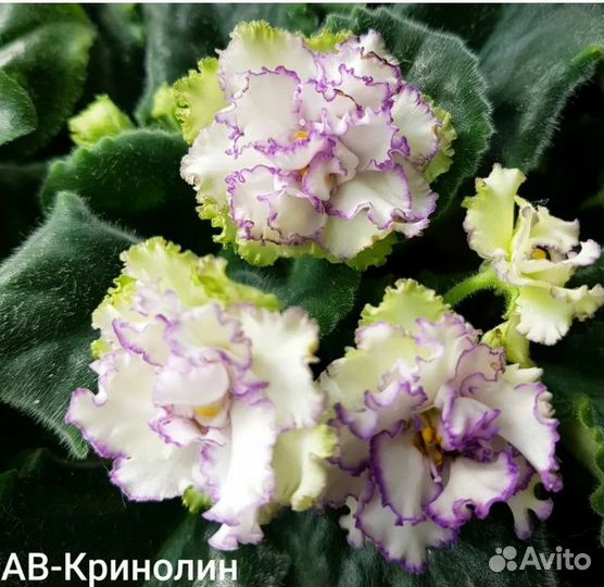 Фиалка сортовая ав Кринолин
