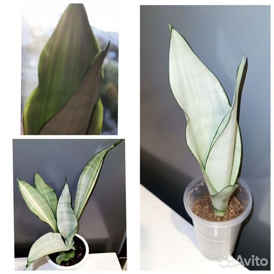 Редкие, вариегатные, коллекционные Сансевиерии