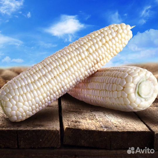 Семена Кукурузы 