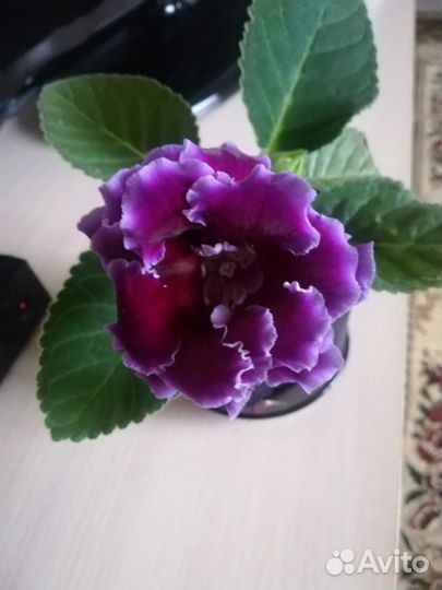 Пеларгония герань, колеус, фиалка детки