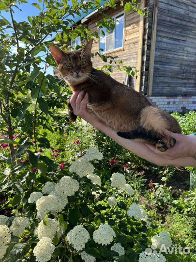 Абиссинский кот вязка