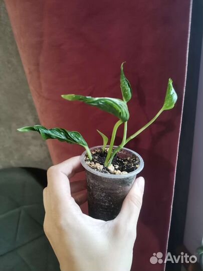 Сциндапсусы и эпипремнумы