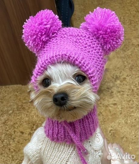 Вязаная одежда для собаки, сфинкса
