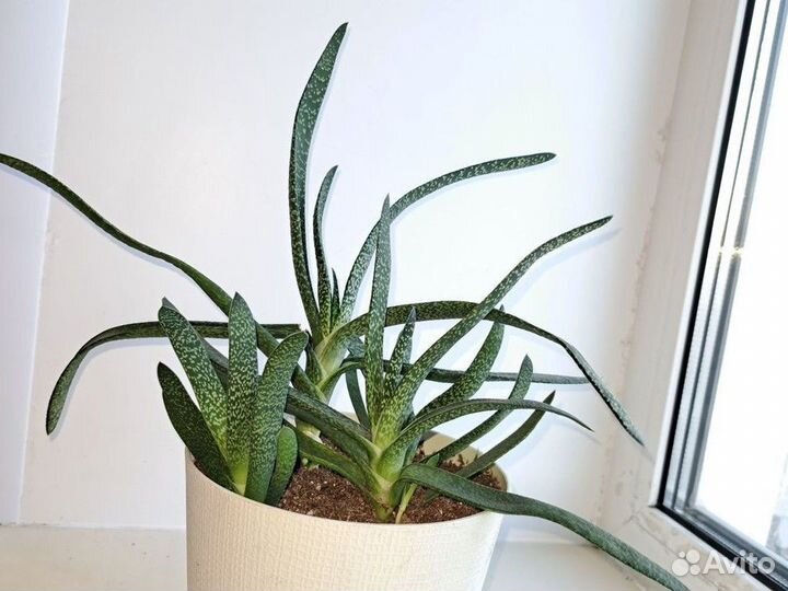 Гастерия косая (Gasteria abliqua)