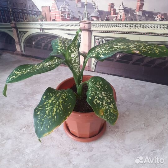 Комнатные цветы