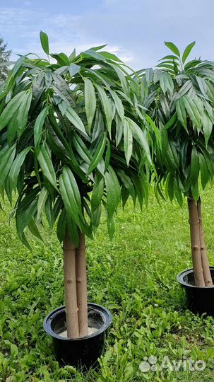 Искусственное дерево Манго узколистный