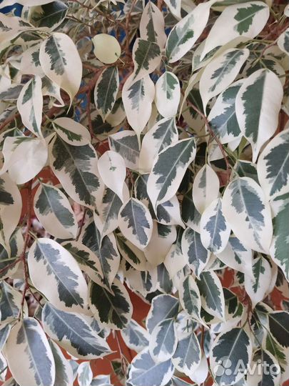 Фикус Де Гантель и Твилайт