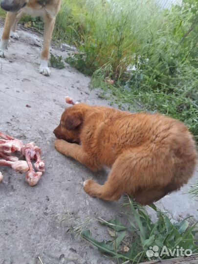 Отдадим в дар щенков