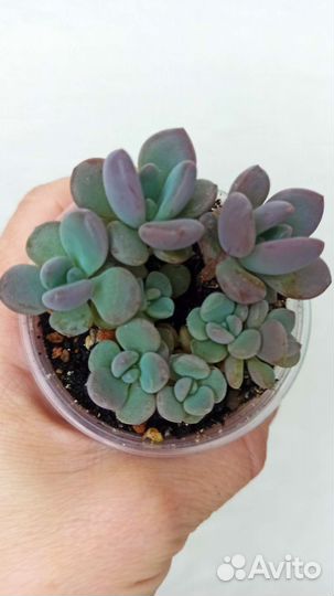 Суккуленты разные