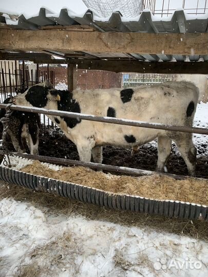 Быки, бычки и телки