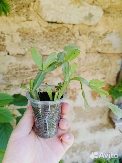 Декабрист (рождественник)