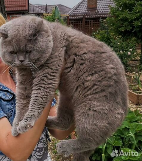 Вязка с клубным котом Шотландским прямоухим