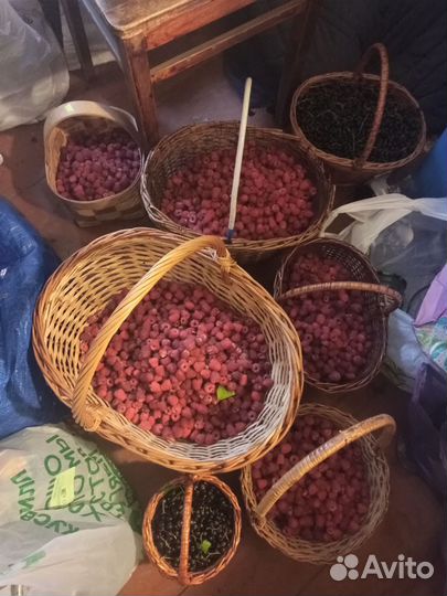 Саженцы Малины