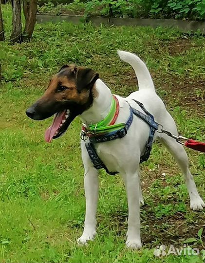 Замиокулькас