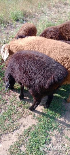 Продам баранов
